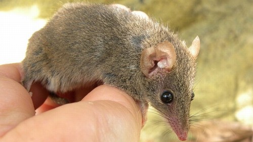 102_243-blog-antechinus