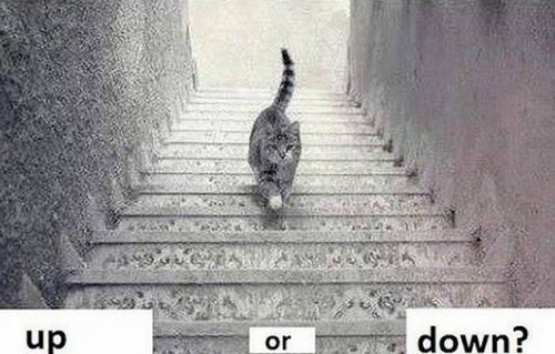 102_912-blog-cat
