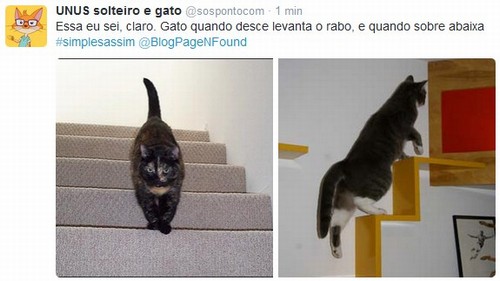 102_938-blog-cat-tweet