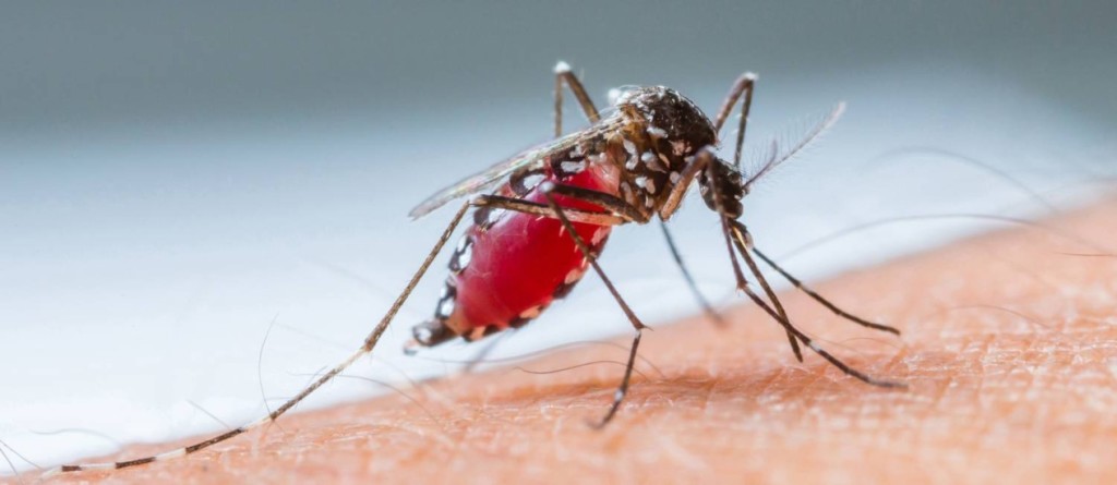 2014-730639615-2014-730494790-bigstock-mosquito-sucking-blood-set-b4804420