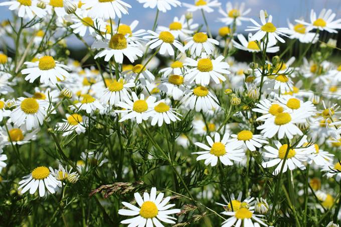 Fotos As Plantas Medicinais Mais Utilizadas No Brasil Blog Do Bg 0920