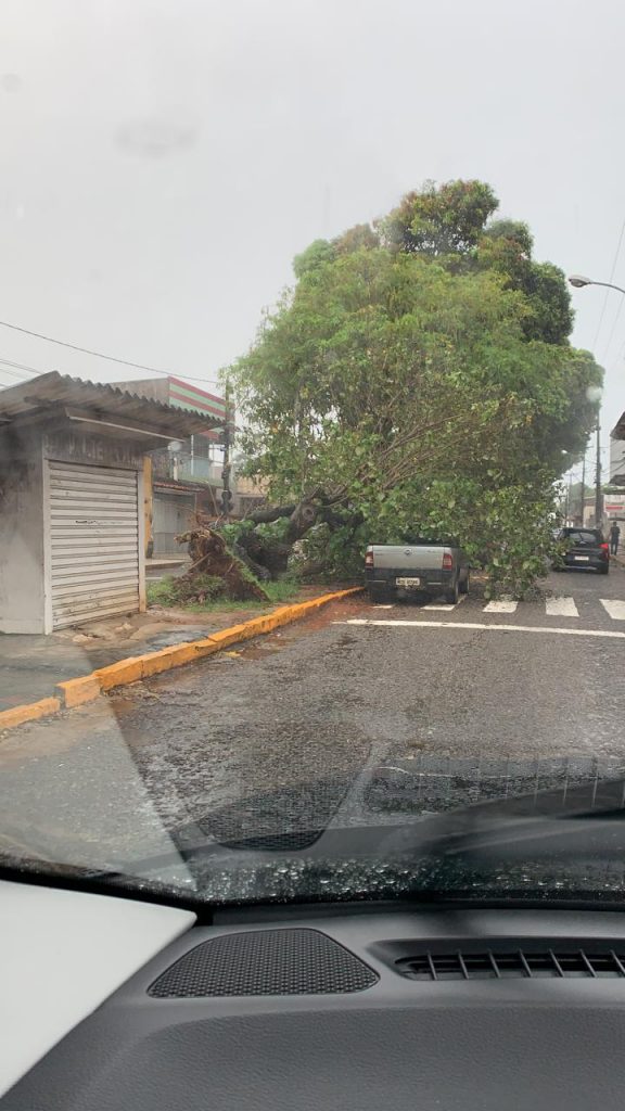 FOTO: Árvore cai em cima de carro no Alecrim - Blog do BG