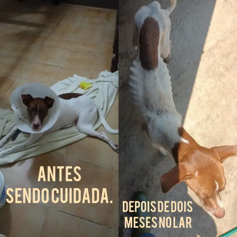 VÍDEO E FOTOS] CHOCANTE: Apesar das provas contundentes, proprietária do  abrigo de animais em Pium nega maus tratos, mas concorda com eutanásia -  Blog do BG