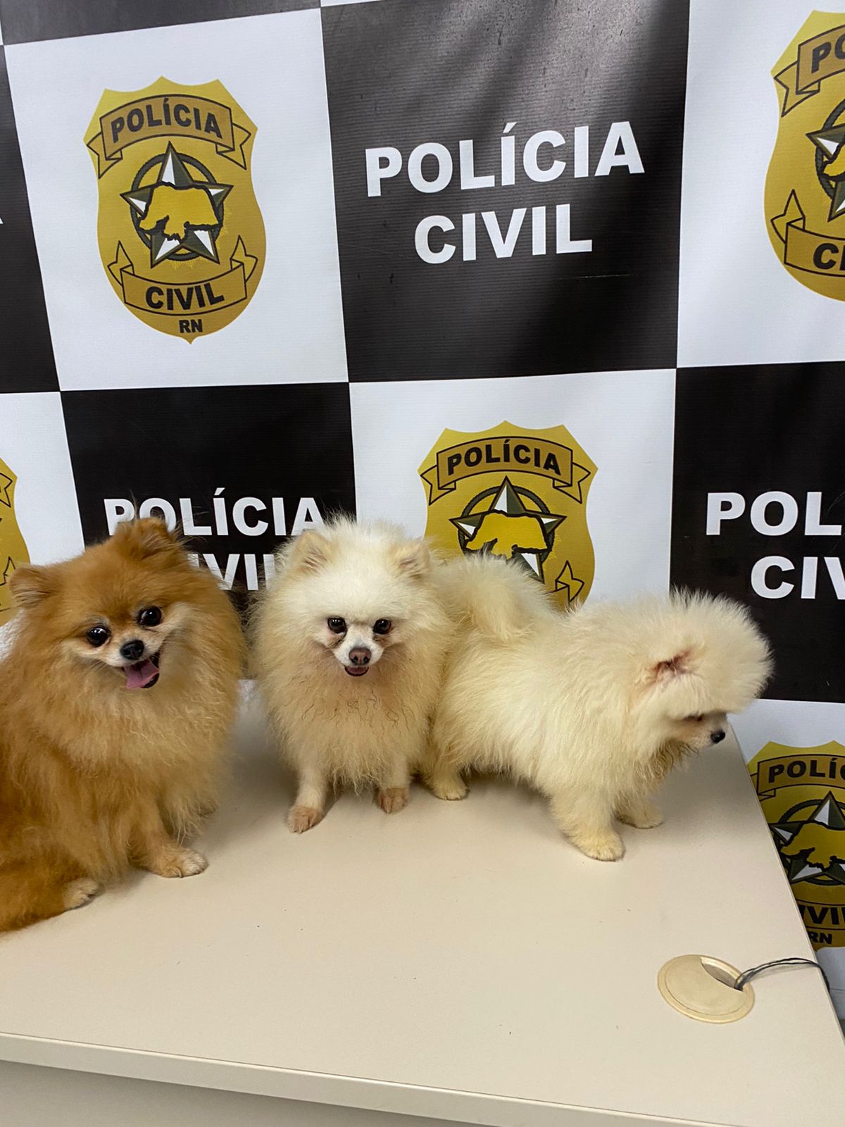 VÍDEO: Cachorros roubados de petshop avaliados em R$ 40 mil são resgatados  pela Polícia Civil em Natal - Blog do BG