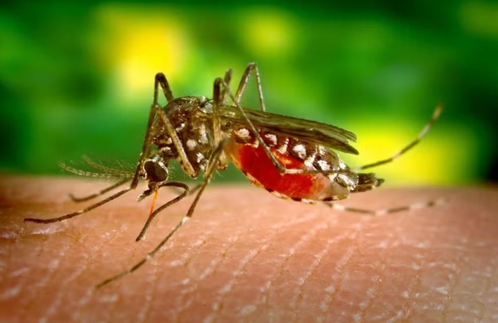 Brasil passa de mil mortes por dengue em 2024 e se aproxima de recorde histórico