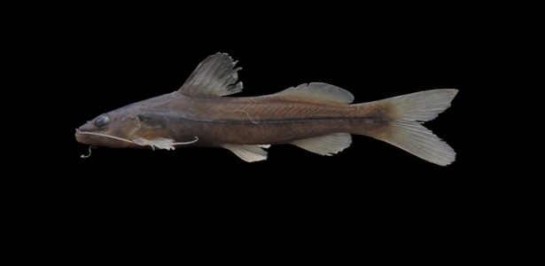 25jun2014-pesquisadores-de-uma-universidade-santa-cecilia-em-santos-sp-descobriram-duas-especies-de-peixes-em-rios-da-cidade-e-de-cubatao-o-estudo-que-teve-duracao-de-dois-anos-identificou-o-bagre-14036999736