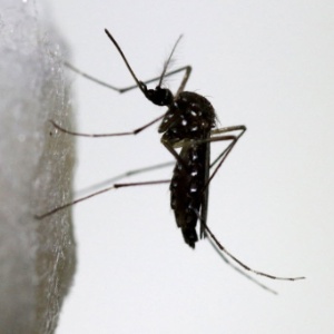 4fev2016---um-mosquito-aedes-aegypti-pousa-em-um-pedaco-de-algodao-em-um-laboratorio-de-pesquisas-sobre-a-prevencao-e-propagacao-das-doencas-transmitidas-pelo-animal-1454622957840_300x300