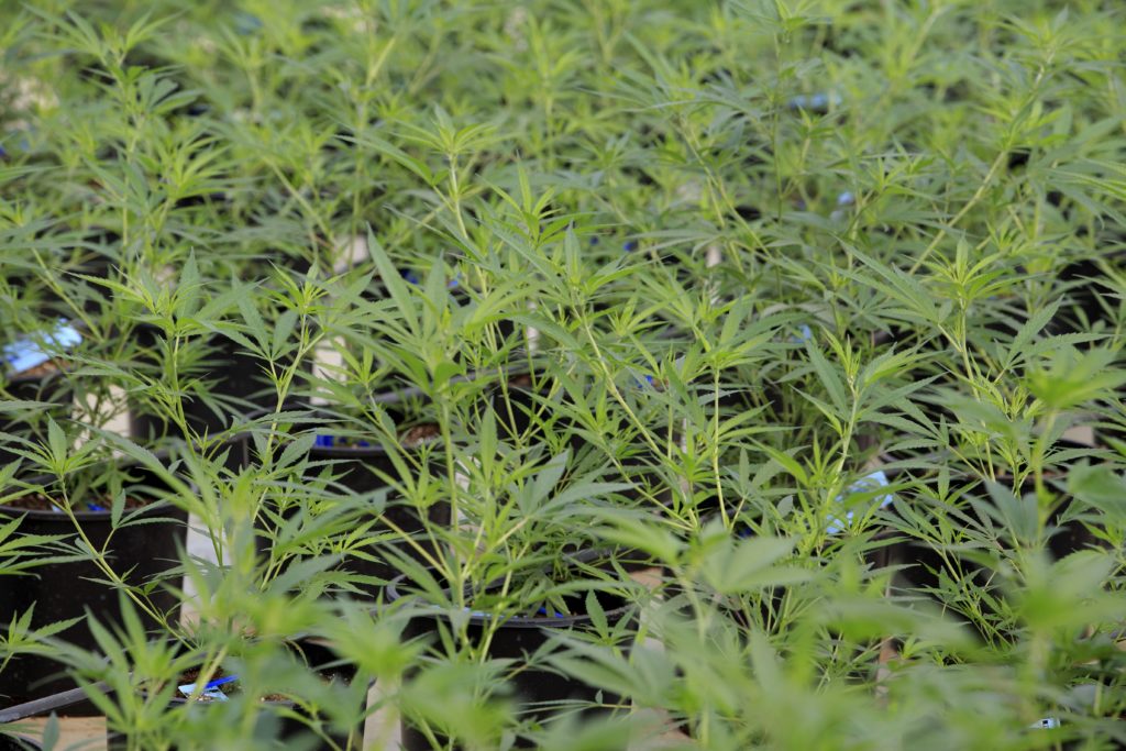 62641661_marijuana_plants_grow_in_a_greenhouse_at_the_los_suenos_farms_facility_in_avondale_colorado