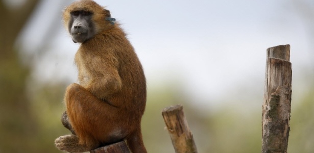 8abr2014---um-babuino-da-guine-e-visto-no-parque-zoologico-de-paris-no-bois-de-vincennes-franca-1396984523563_615x300