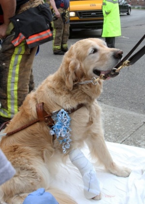 9jun2015---cachorro-aguentou-boa-parte-do-impacto-e-nao-quis-sair-de-perto-da-dona-1433882522082_300x420