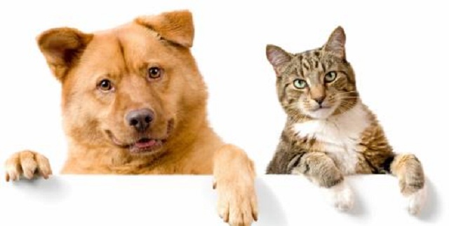 Cão-e-Gato-Raiva-Animal-Vacina-Antirrábica-1-1