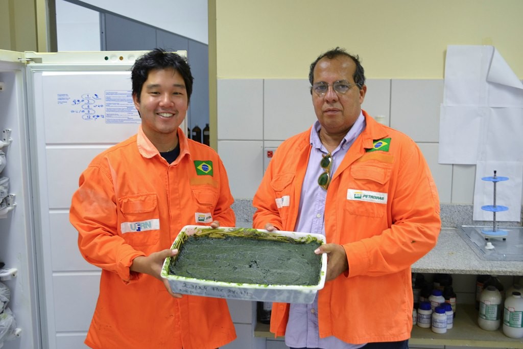Em relação à produção de óleos em laboratórios, as microalgas oferecem um rendimento pelo menos 15 vezes maior do que a palma, oleaginosa mais produtiva atualmente