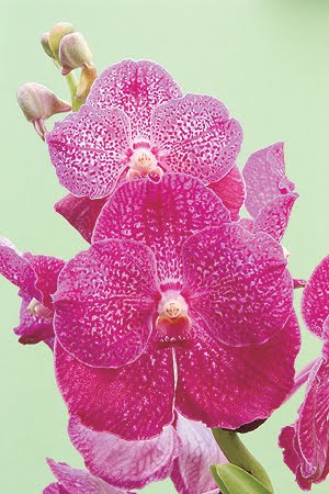 Orquídeas_ imagem internet