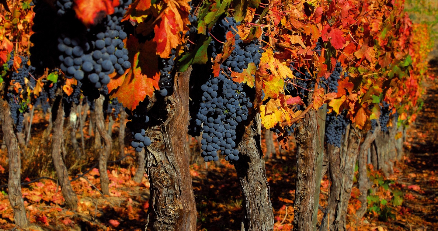 Valle-de-Colchagua