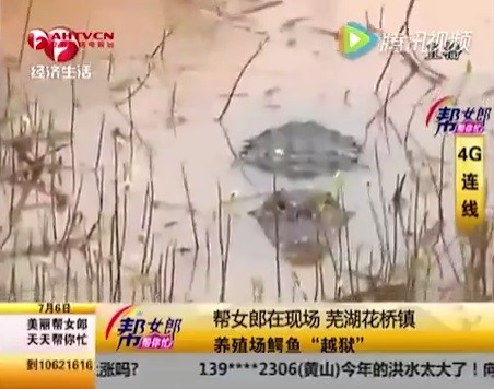 blog_china_alligator