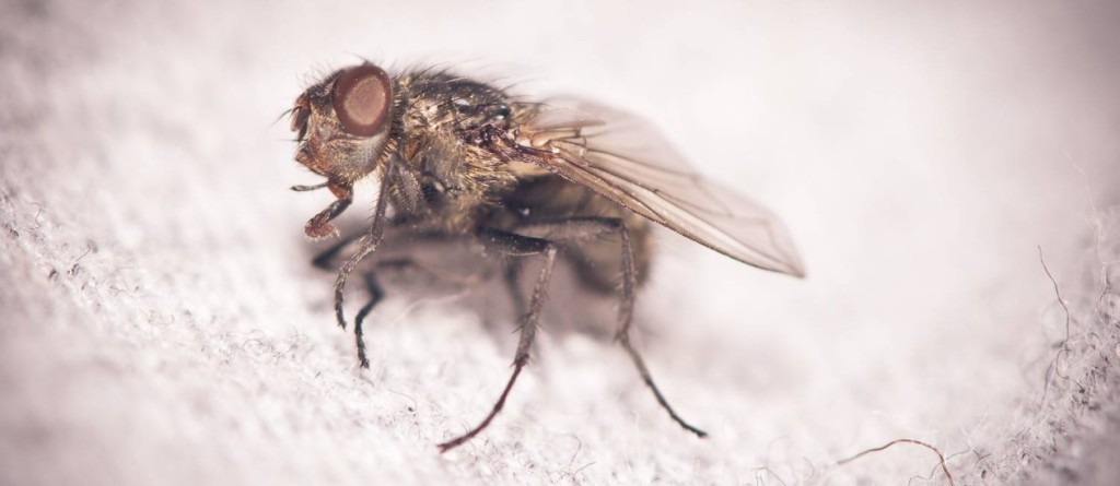 fly