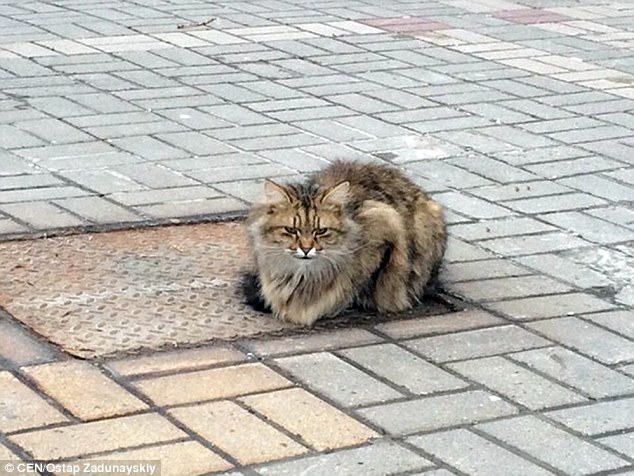 gato-abandonado-na-Russia_01