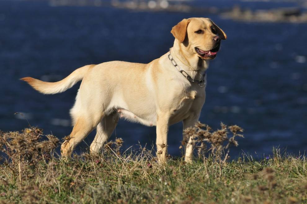 labrador-build