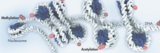 metilacao-do-DNA