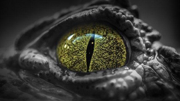 olho-crocodilo-rolf_e._staerk_-_shutterstock.com_